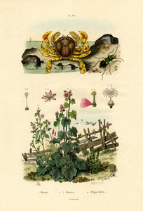 ムーンクラブ、1833-39 作： French School